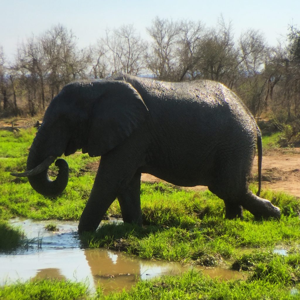 Elephant in a marsh, Wolhuter Wilderness Trail, Kruger National Park, South Africa