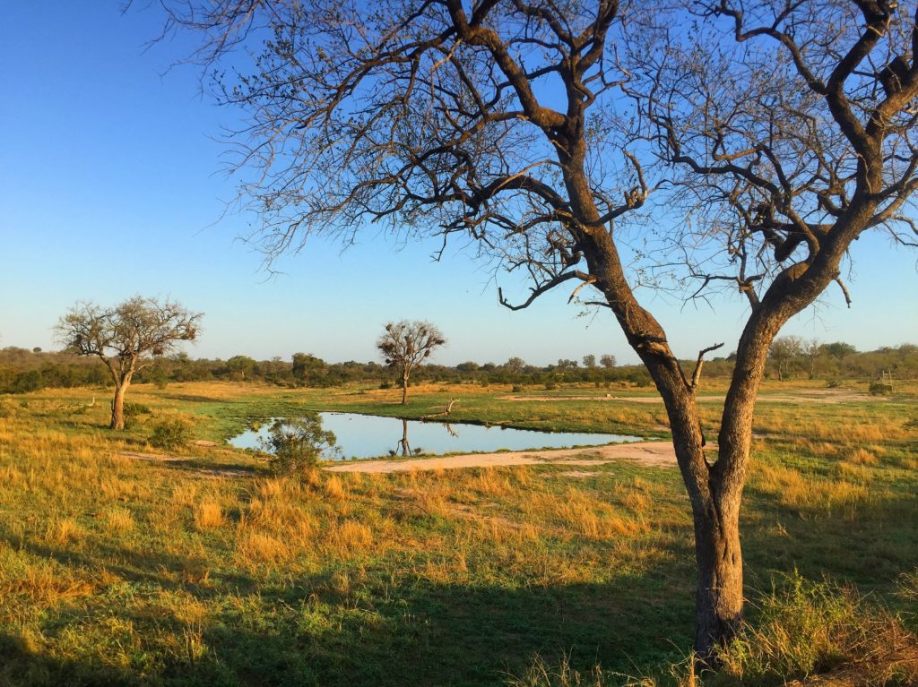 Savannah water hole, Wolhuter Wilderness Trail, Kruger National Park, South Africa