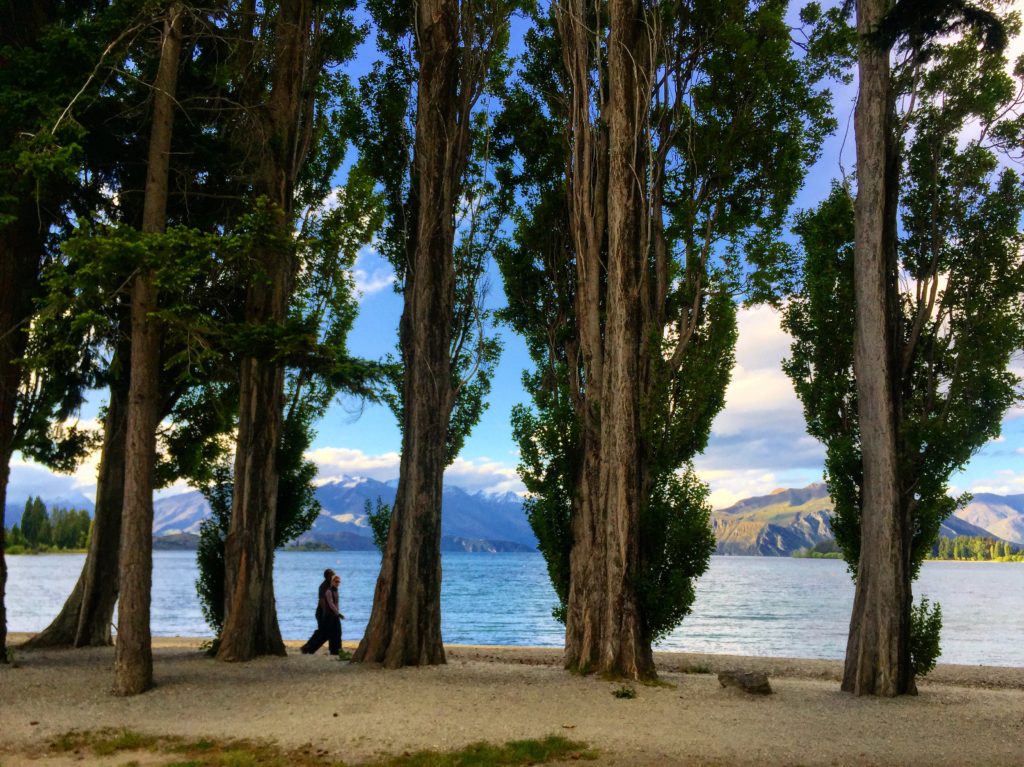 Evergreen trees, Lake Wanaka, Otago, New Zealand