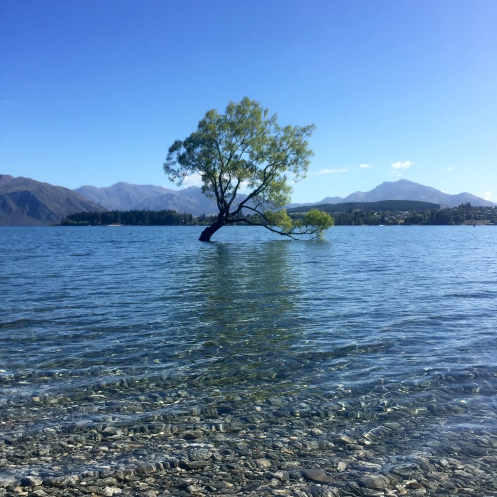 The Tree, Lake Wanaka, Otago, New Zealand