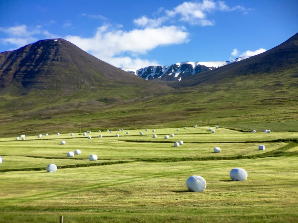 Crops and green fields, blue skies, Hjaltadalur Valley, Holar, Iceland