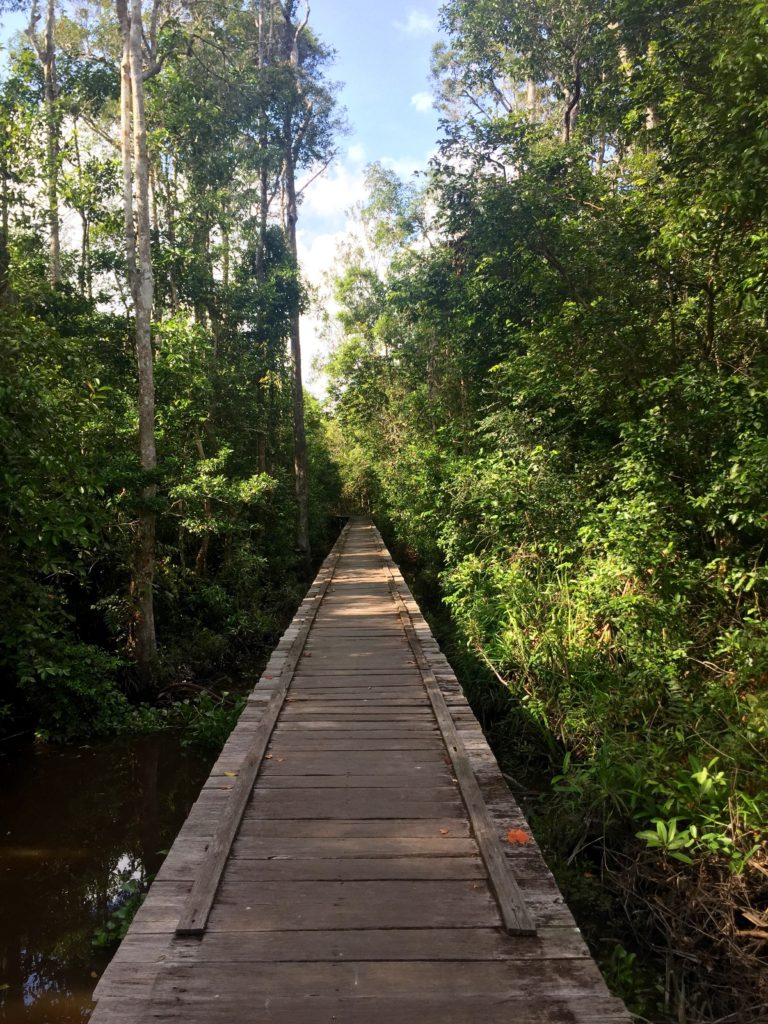 Wooden jungle boardwalk, Tanjung Puting National Park, Borneo (Kalimantan), Indonesia