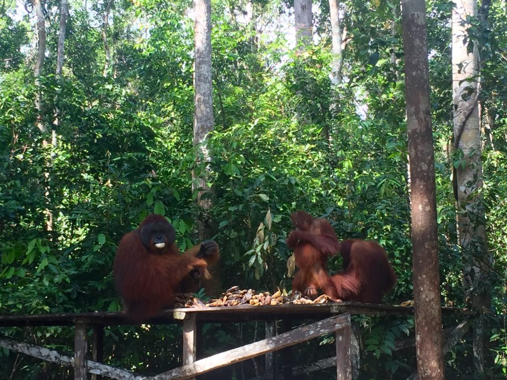 Orangutans eating, Tanjung Puting National Park, Borneo (Kalimantan), Indonesia
