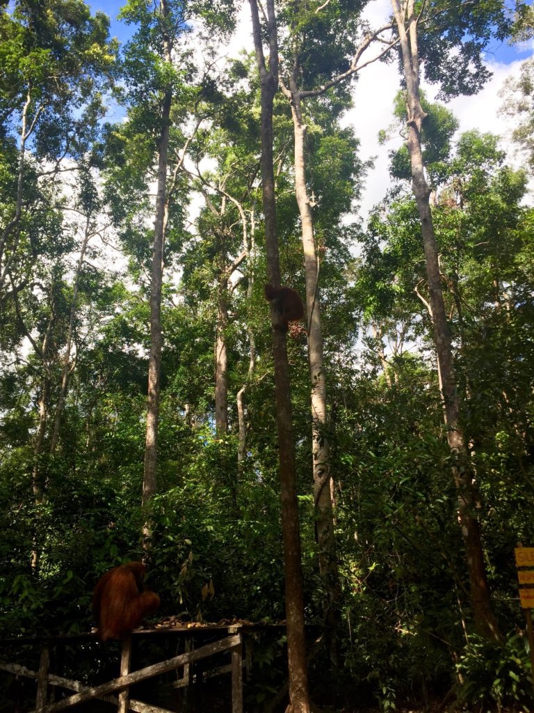 Orangutans, Tanjung Puting National Park, Borneo (Kalimantan), Indonesia