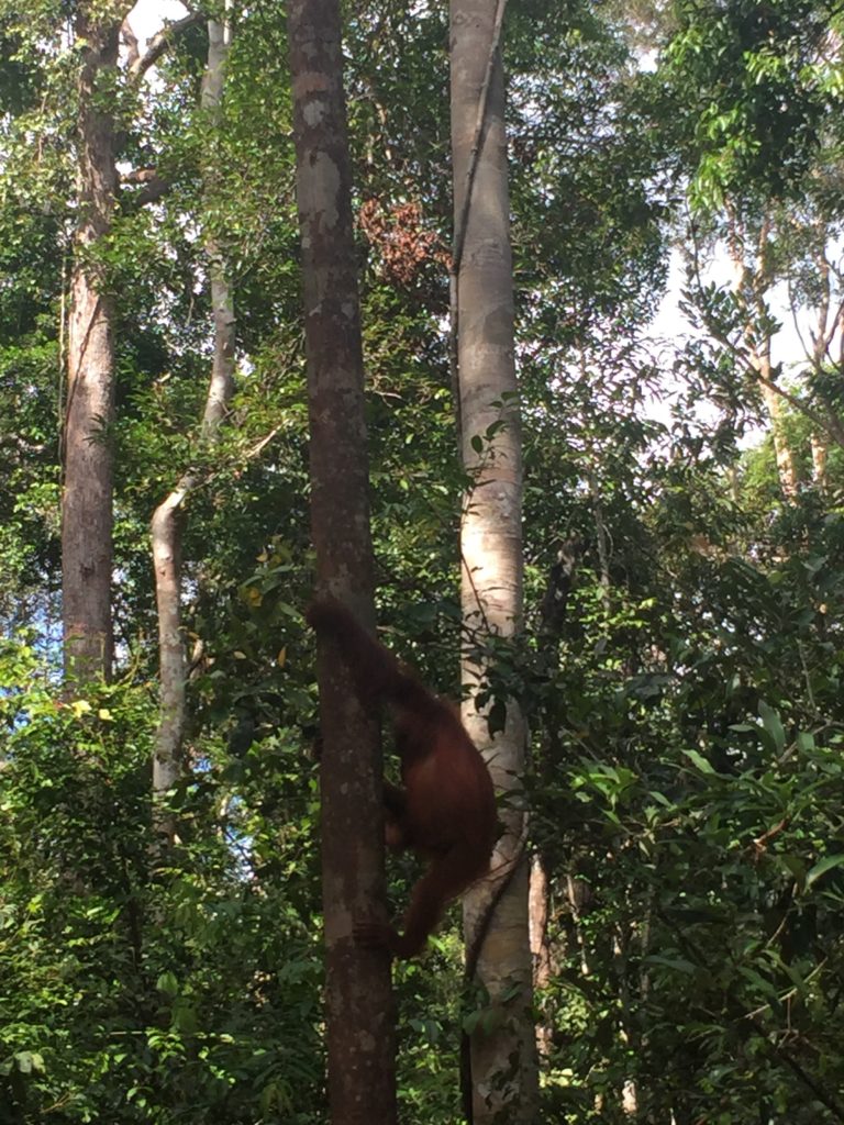 Orangutan climbing tree, Tanjung Puting National Park, Borneo (Kalimantan), Indonesia