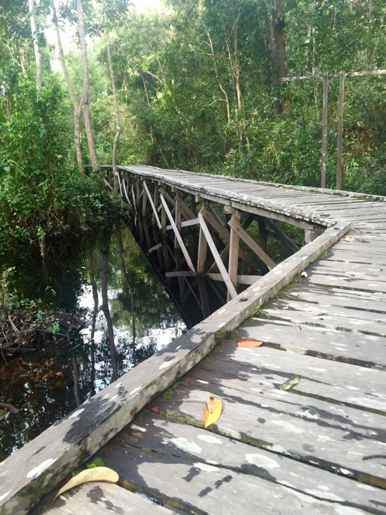 Elevated wooden boardwalk, Tanjung Puting National Park, Borneo (Kalimantan), Indonesia