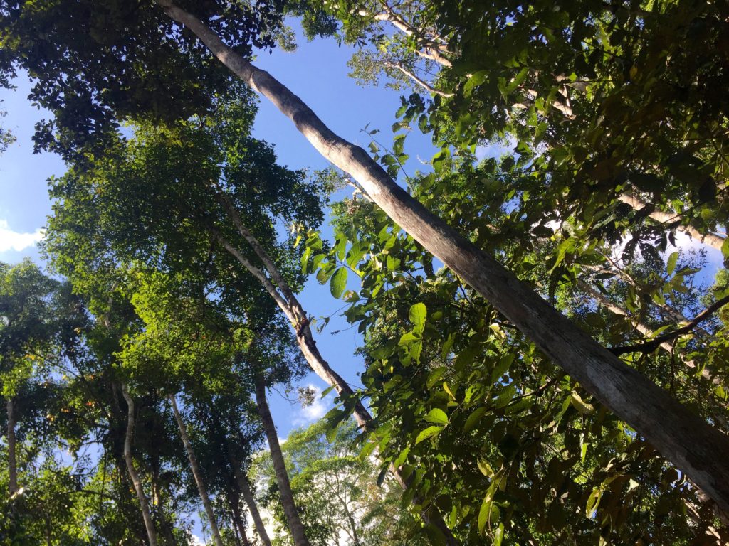 Rainforest, Tanjung Puting National Park, Borneo (Kalimantan), Indonesia