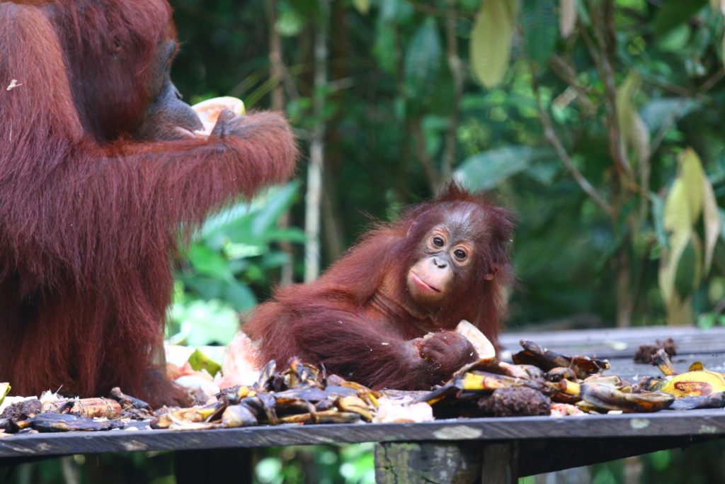 Orangutan baby and mom eating, Tanjung Puting National Park, Borneo (Kalimantan), Indonesia