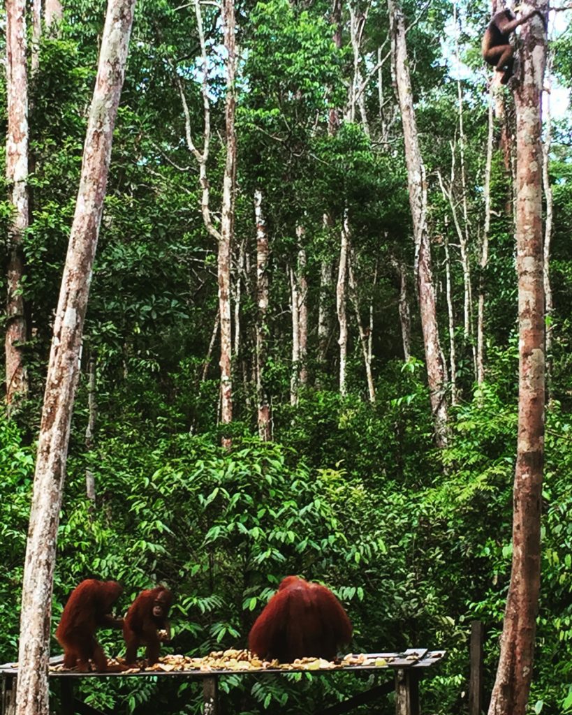 Orangutans and a gibbon, Tanjung Puting National Park, Borneo (Kalimantan), Indonesia