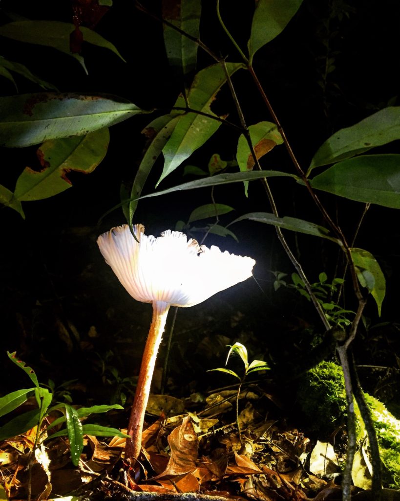 Wild white mushroom Tanjung Puting National Park., Borneo (Kalimantan), Indonesia