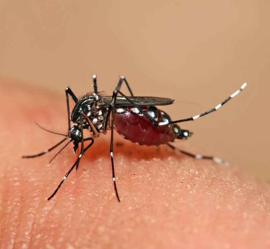 Close up of a dengue transmitting Aedes aegypti mosquito