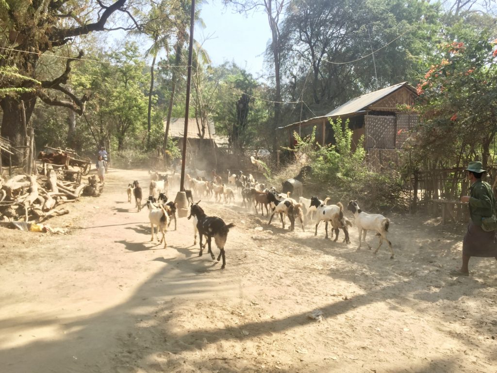 Goats being led through the middle of a dusty village