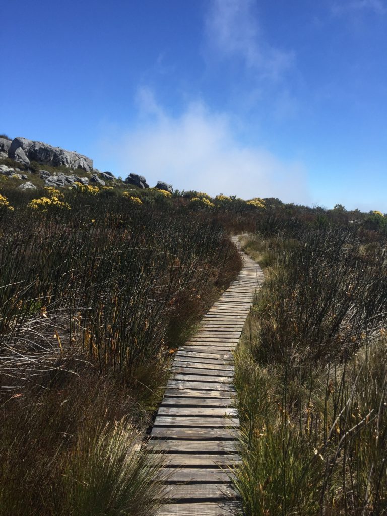 A boardwalk pathway through the scrub atop Table Mountain