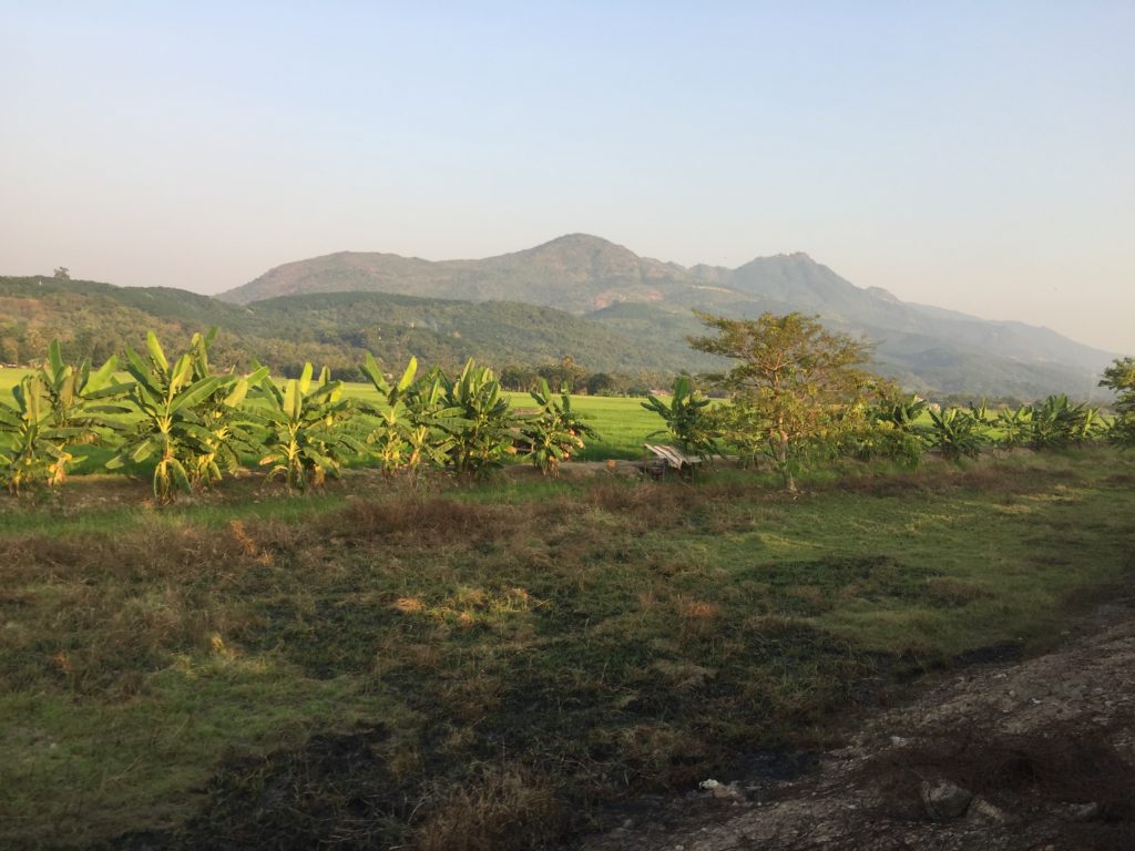 Countryside views of green fields and palm trees with mountains in the background