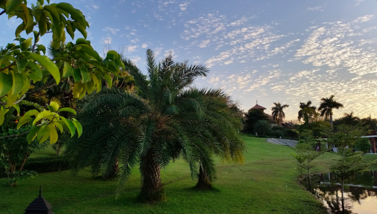 Palm trees and green grass o the grounds of the Aureum Palace Hotel